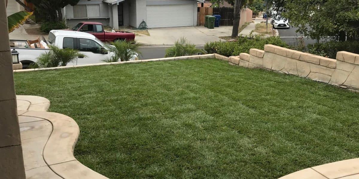 The same yard covered in freshly laid green sod