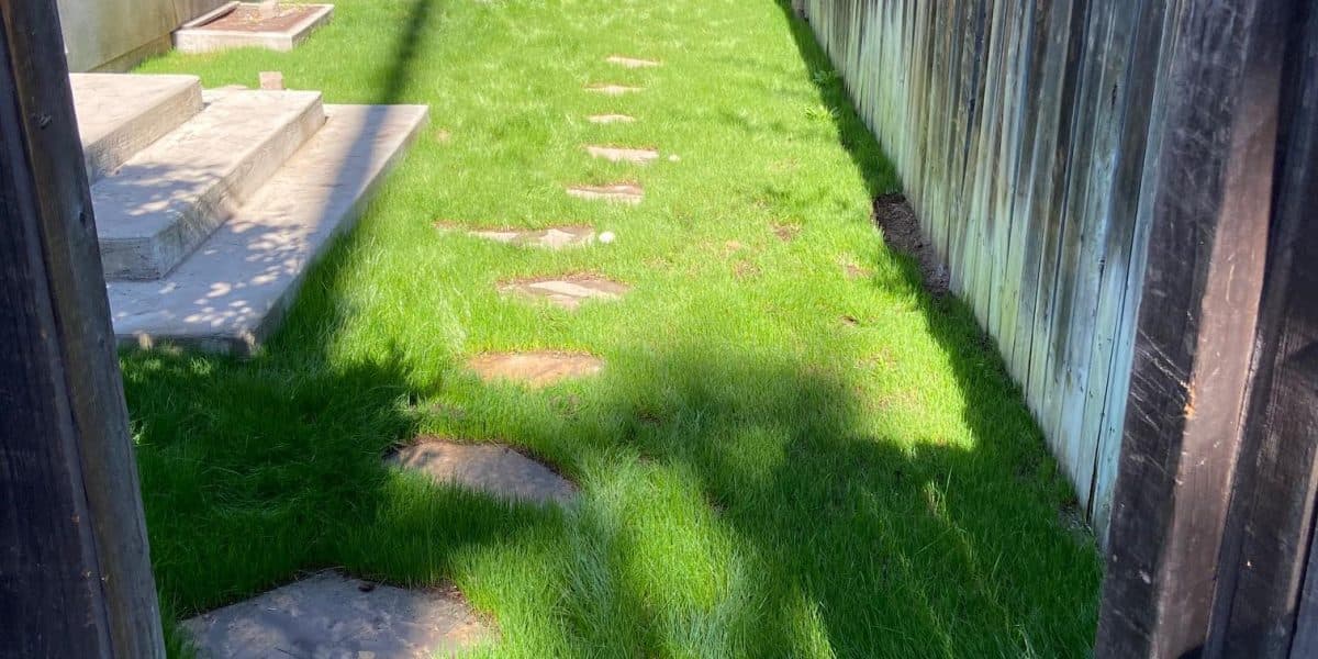 The same lawn filled in dense and even