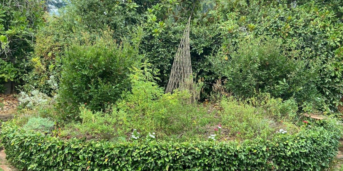 Overgrown yard full of debris and dead growth